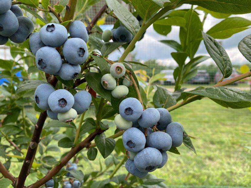 Fall Creek Blueberry