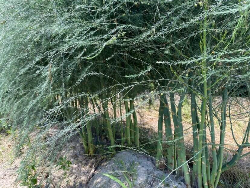 Asparagus plantation Ukraine