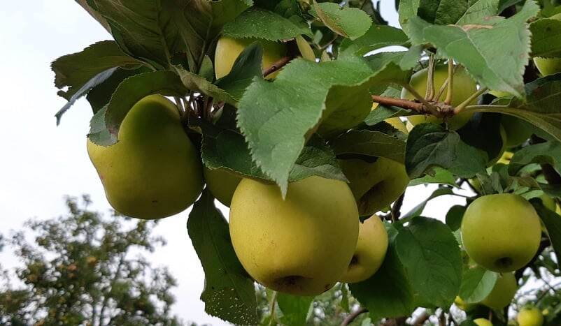 Apples Kyiv Region