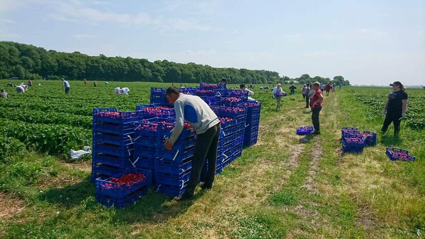 Harvesting strawberries Ecofruits Ukraine