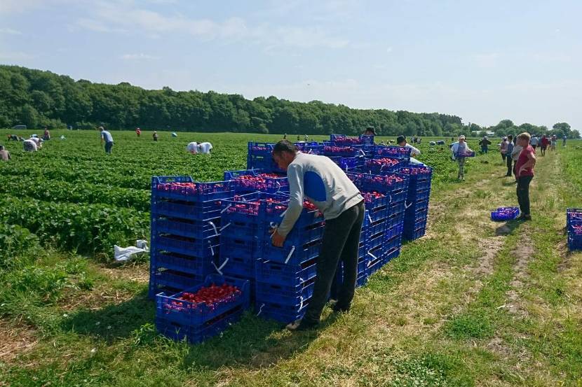 Harvesting strawberries Ecofruits Ukraine