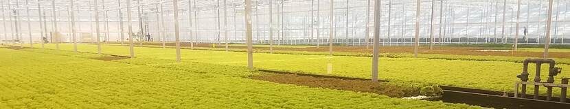 Galicia Greenery greenhouse Busk, Ukraine