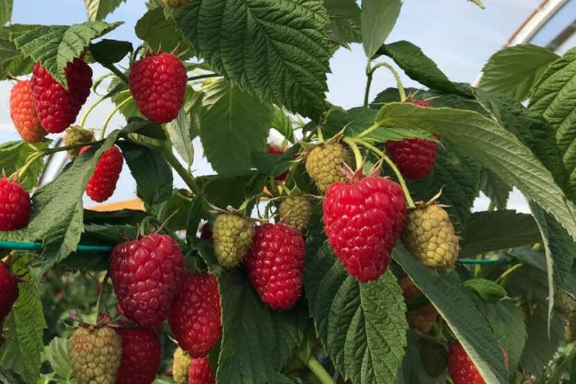 Raspberry varieties for Ukraine