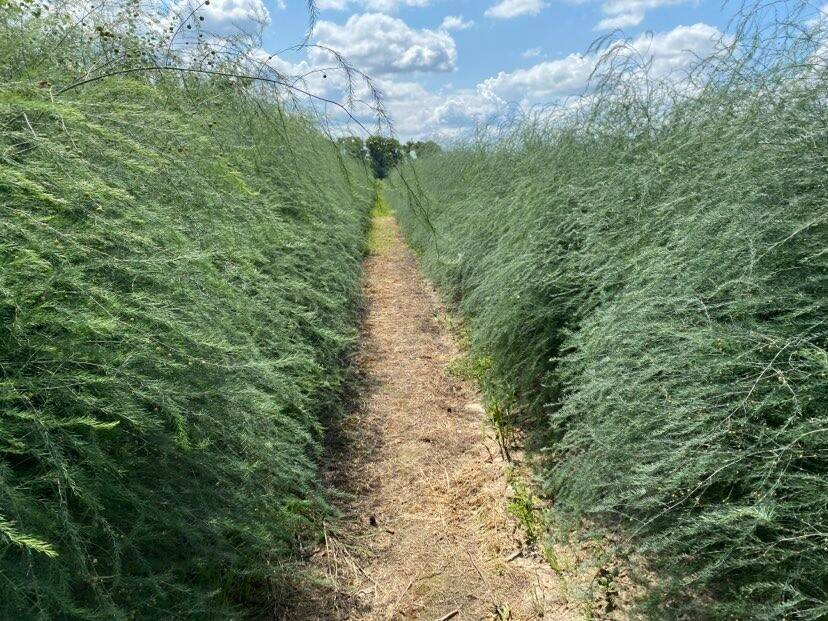 Asparagus plantation Ukraine Roseta