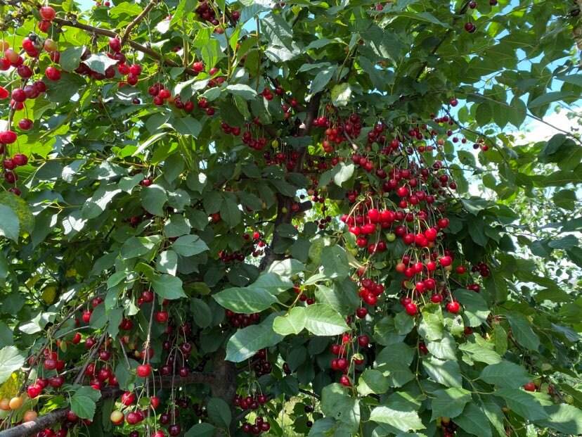 Cherry Plantation Ukraine
