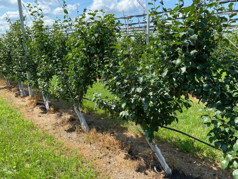 Plum plantation Ukraine