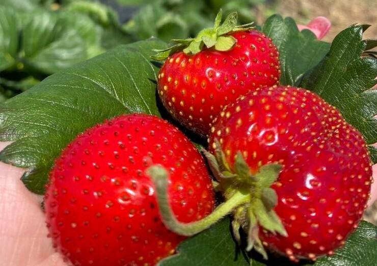 Strawberry Yagidnyi Rai