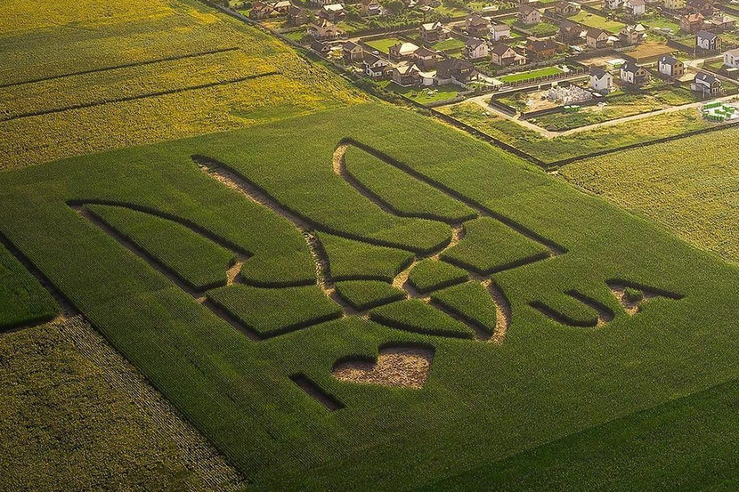 Field Kyiv Region