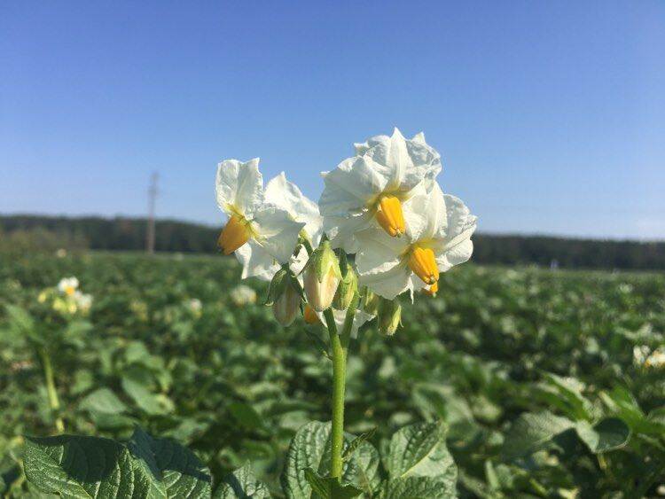 Potato field Chernigiv region