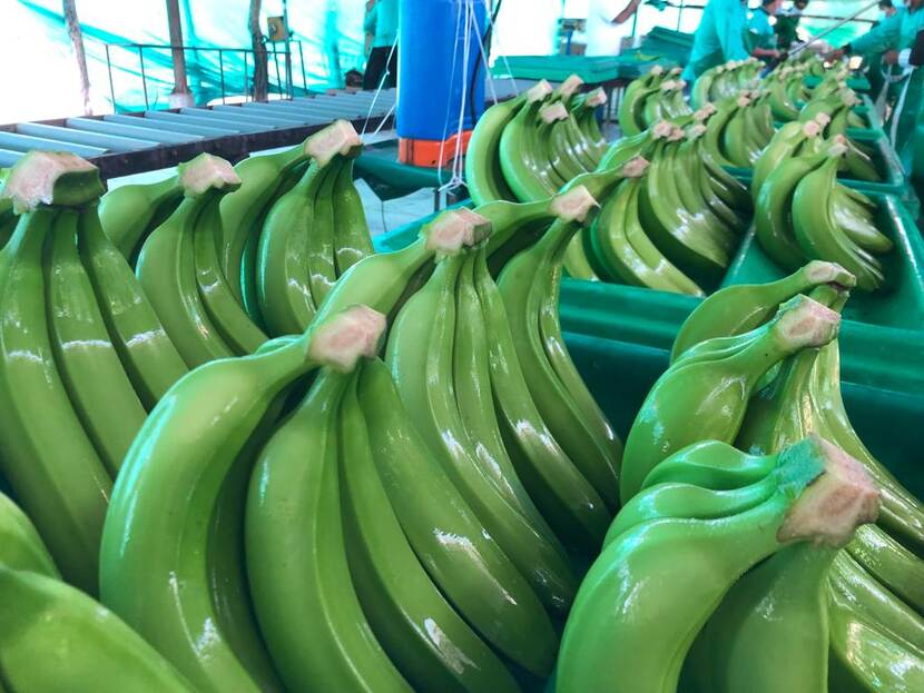Banana Sector Piura Region