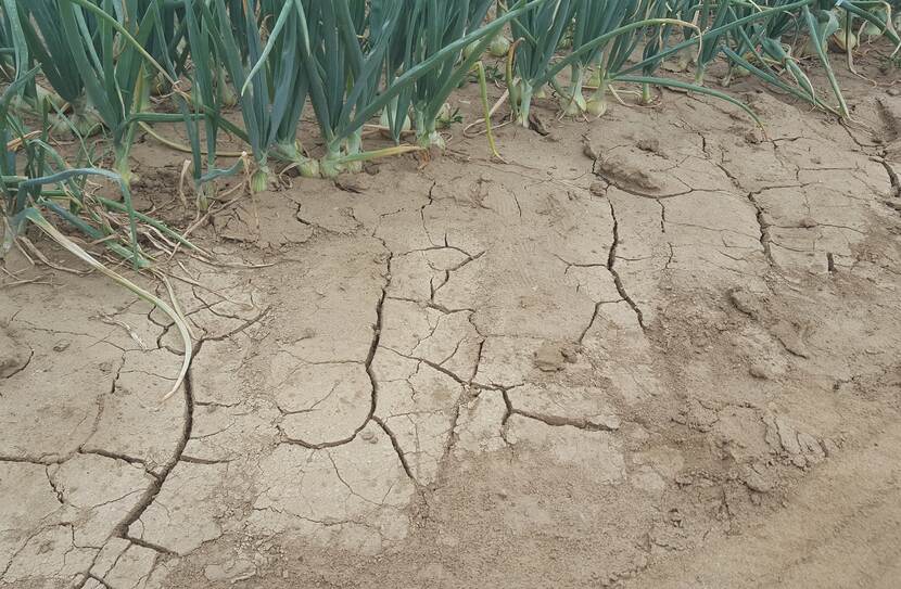 droogte bij uien