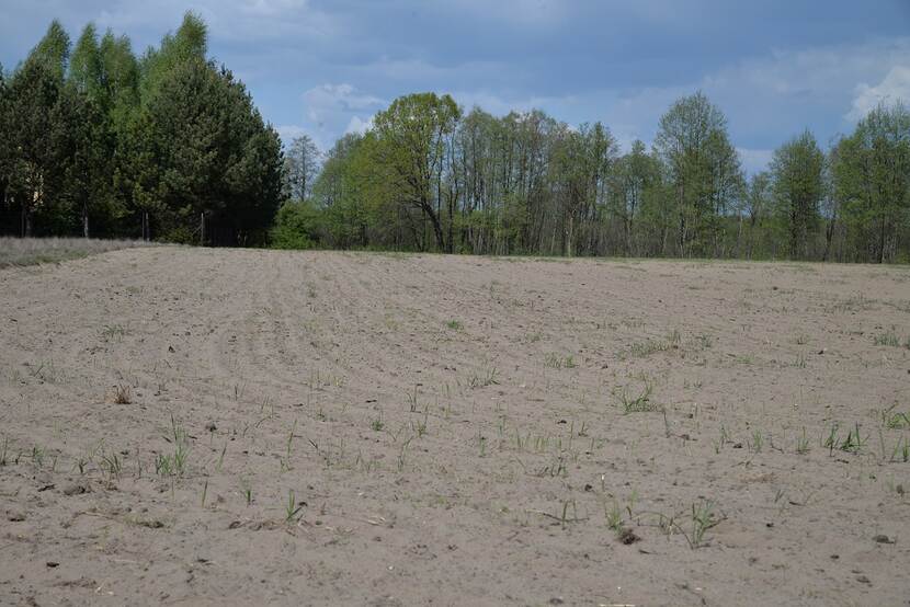 Sandy field