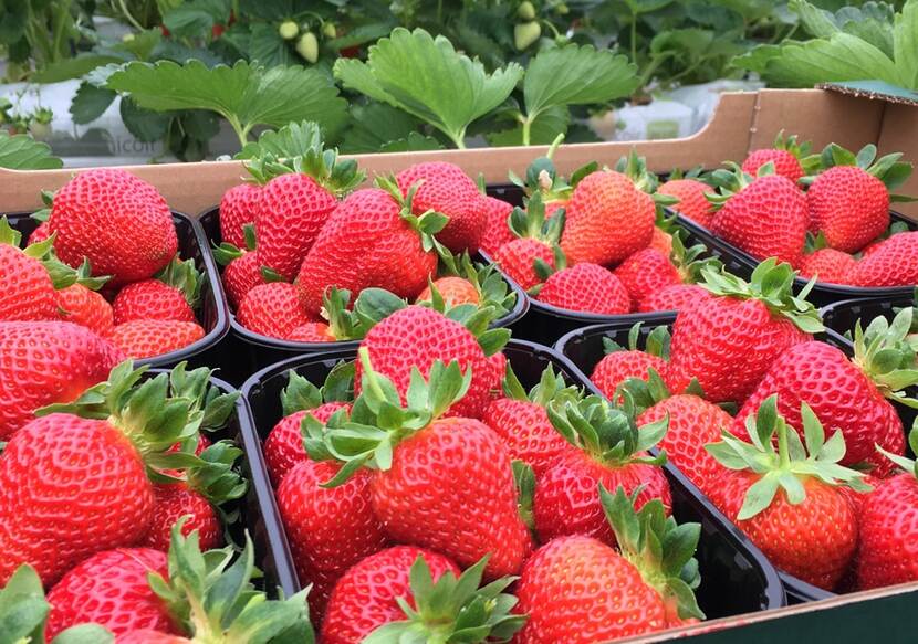 fresh harvested strawberries