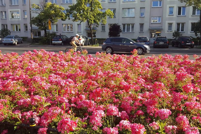 bloeiende rosen met de stad in de achtergrond