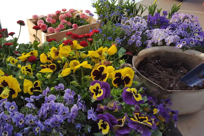 diverese flowering plants ready to be potted on a balcony