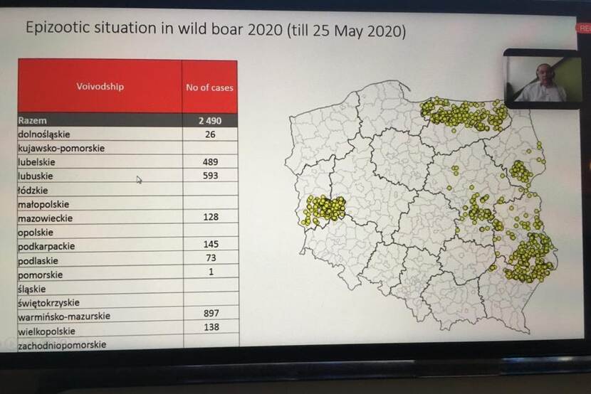 screenshot from the ASF webinar showing map of Poland with ASF outbreaks and the speaker