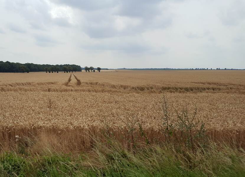 veld met tarwe net voor de oogst