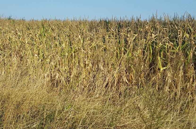 maize field with dry plants on it