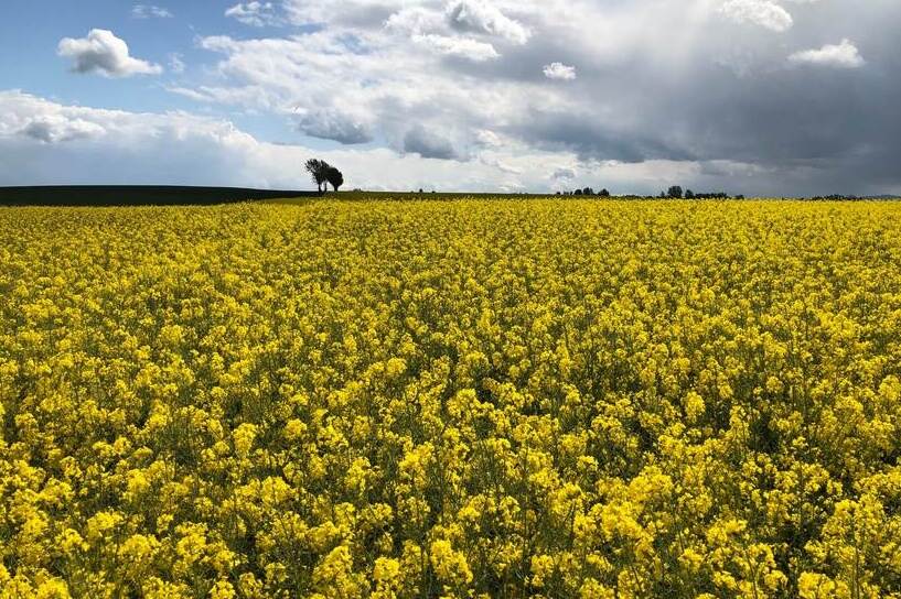 rapeseed field in bloom with a cloudy sky