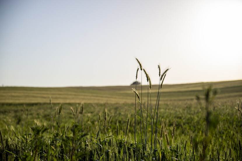 fields of grain