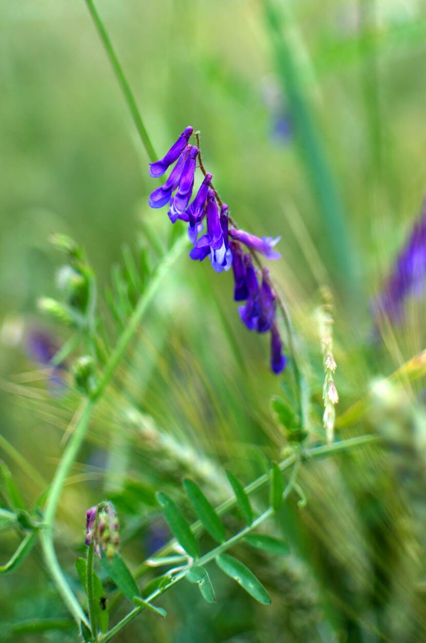 closep of a legumes plant