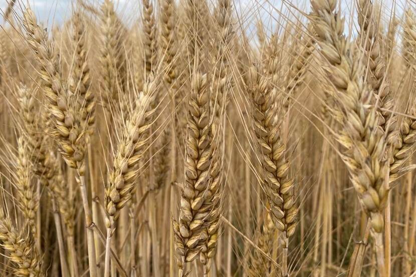 ripening wheat