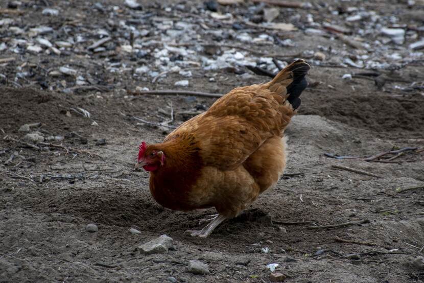 hen walking on a backyard