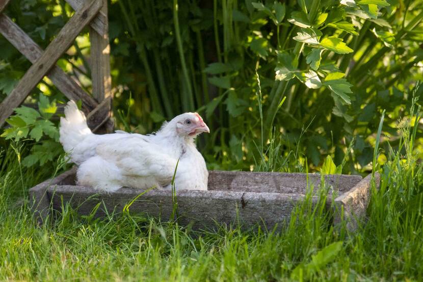 broiler sitting in his feed in the garden