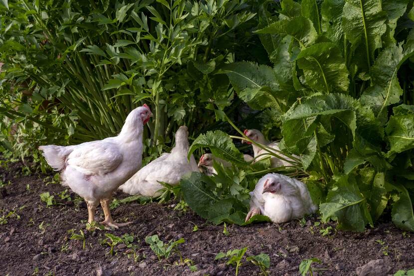 meat poultry in front of green leaves in a garden- free range