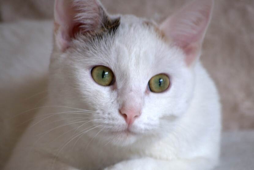een witte huiskat