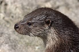 mink closeup