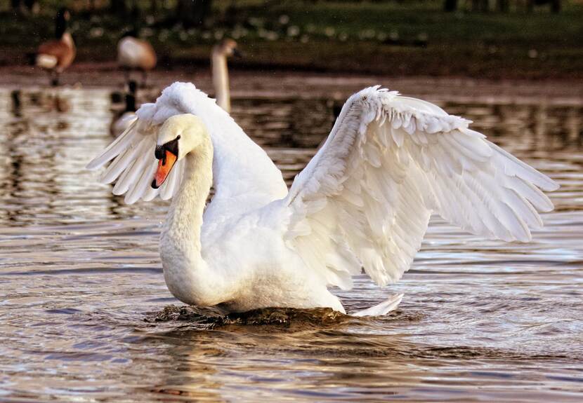 swan swimming on water