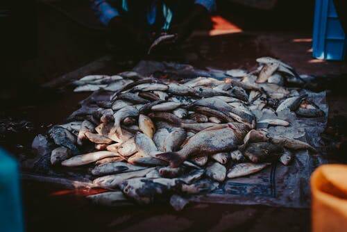 fresh fishes on the market