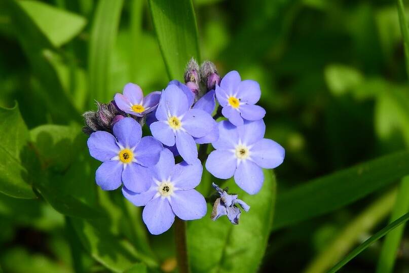 forget-me-not flower