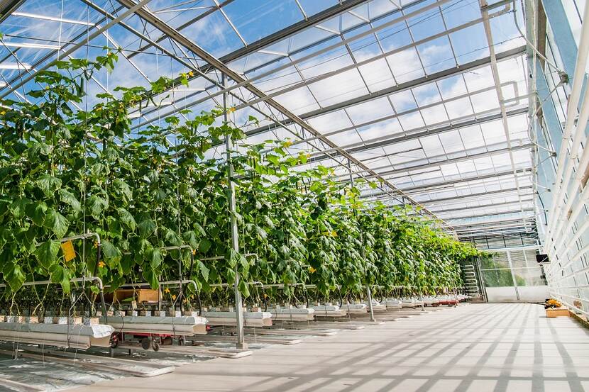 bright greenhouse with a tomato production in it