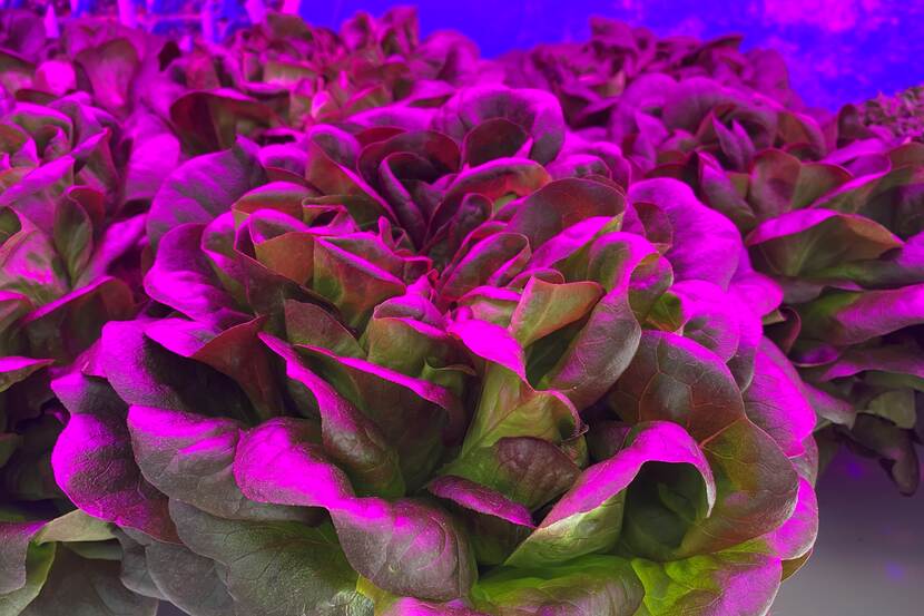 close-up of a lettuce in a LED light