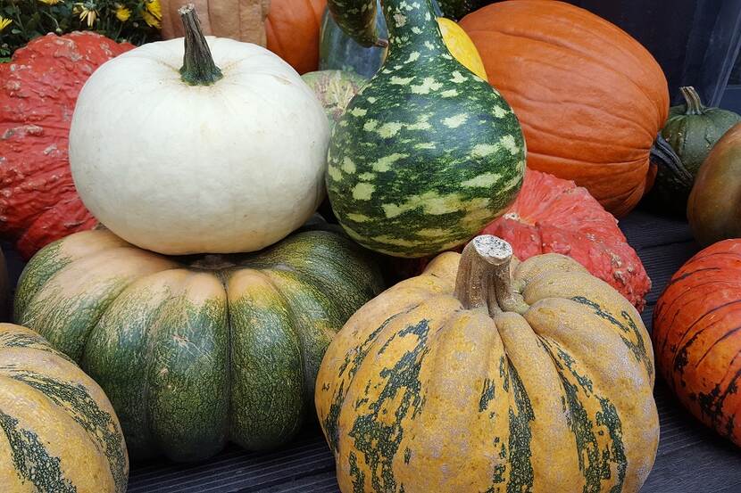 ornamental pumpkins
