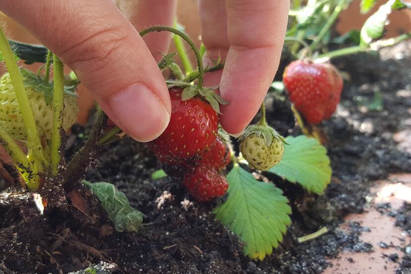 fingers picking up a strawberry