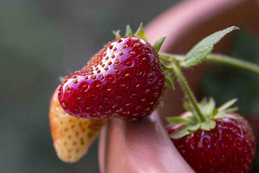 a closeup of a strawberry