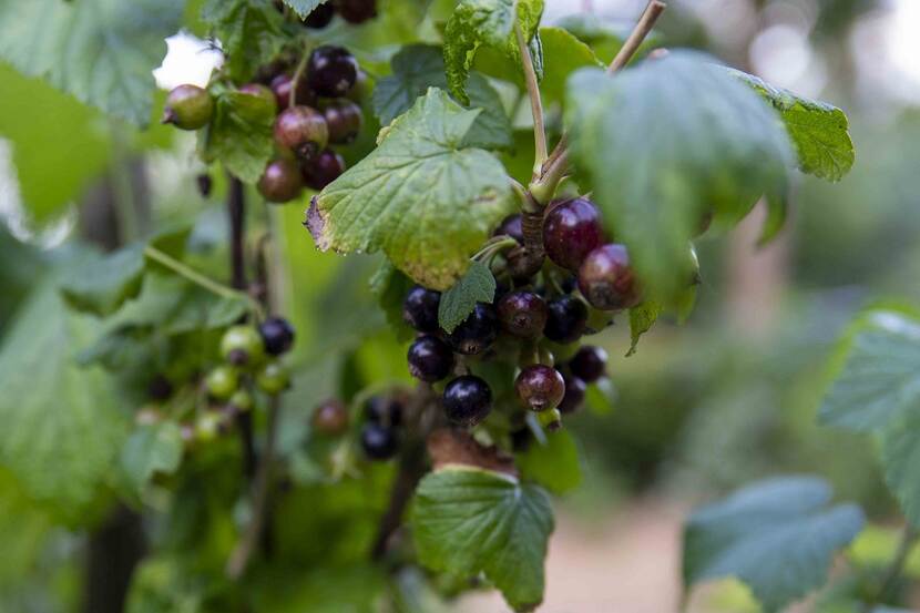 a branch of black currant