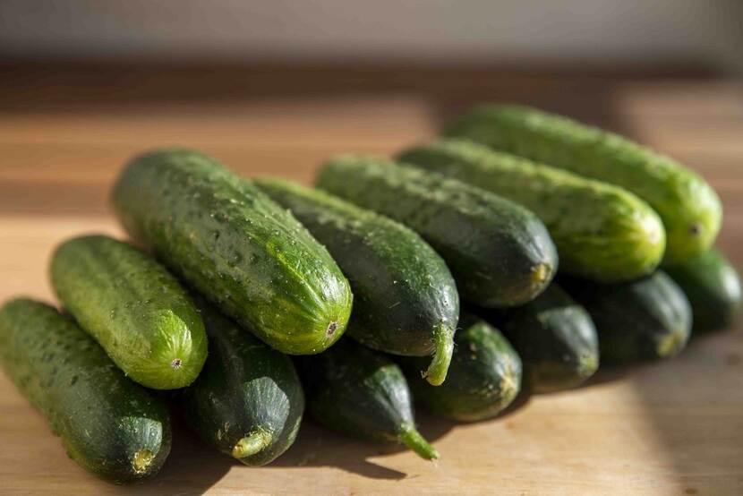 cucumbers on a table