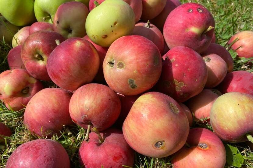 apples with flaws on a grass