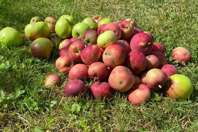 apples lying on lawn