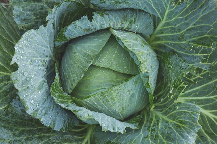 closeup of a cabbage