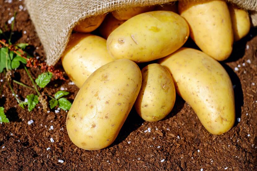 potatoes on the field