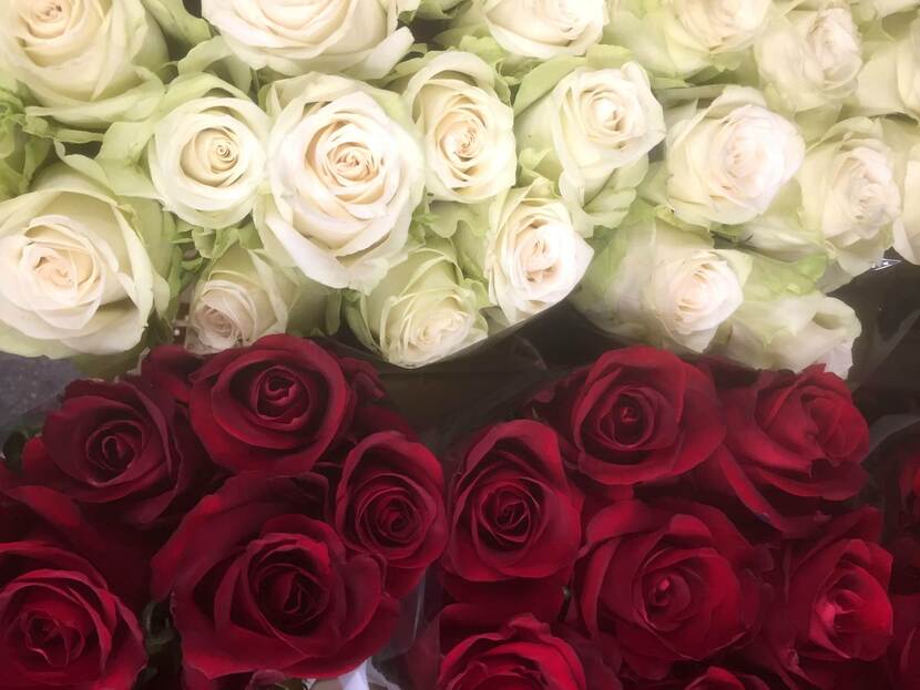 rode en witte rozen