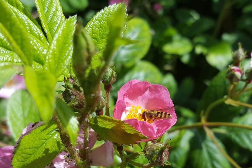a bee sitting on a rose flower