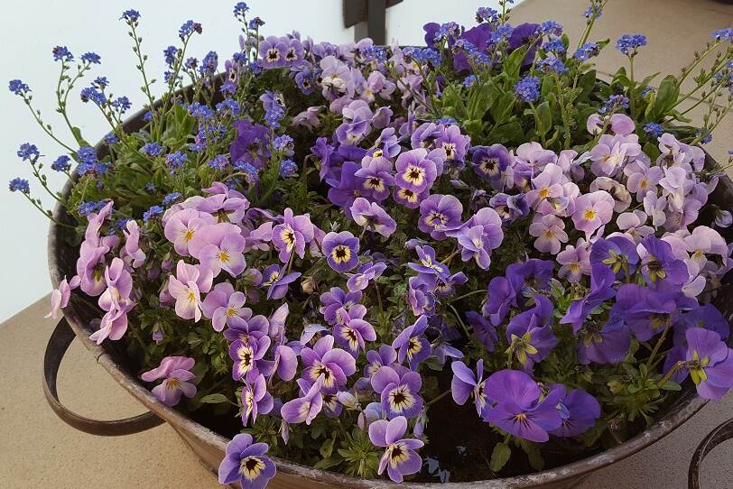 pan with colorful violas and blue flowering plants