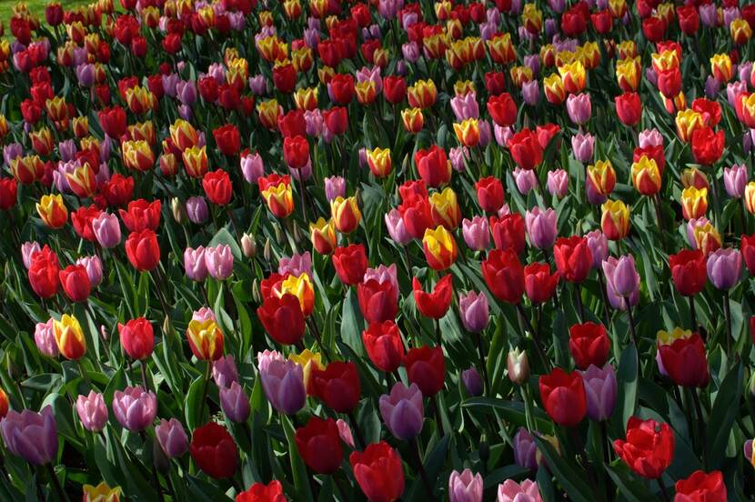 carpet of colorful tulips