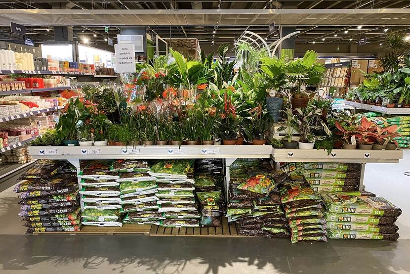 display with plants in a retail market